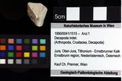 Foto (Objket + Etiketten) von Decapoda indet. 